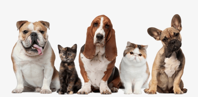 Veja Também Dicas Para Quem Tem Gatos - All Pet, transparent png download
