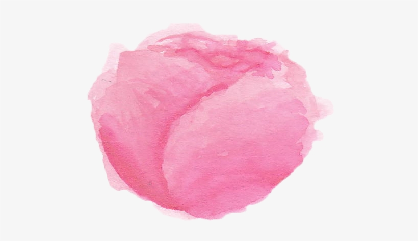 Watercolor English Roses - Watercolor Paint, transparent png download