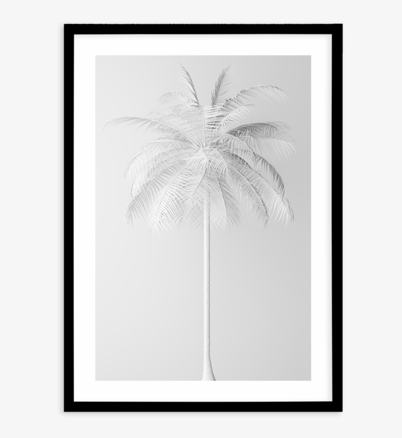 White Palm On Grey - Attalea Speciosa, transparent png download