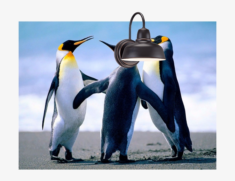 See How Lighting Looks In Your Room Before You Buy - Endothermic Vertebrates, transparent png download