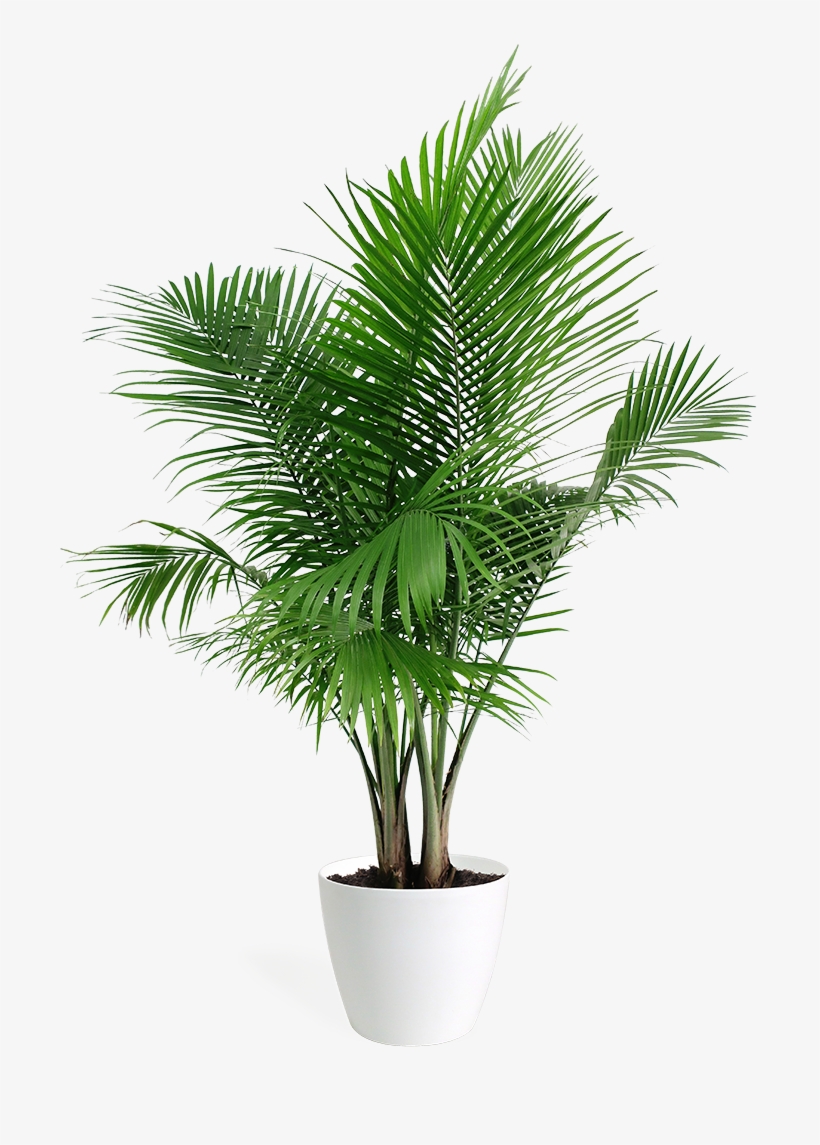 Majesty Palm - Paradise Palm, transparent png download