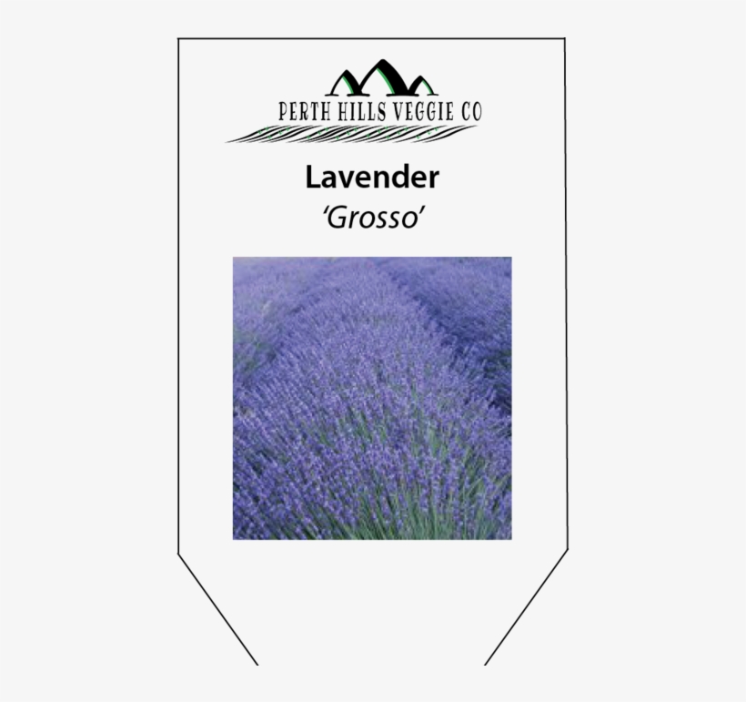 Lavender 'grosso' - English Lavender, transparent png download