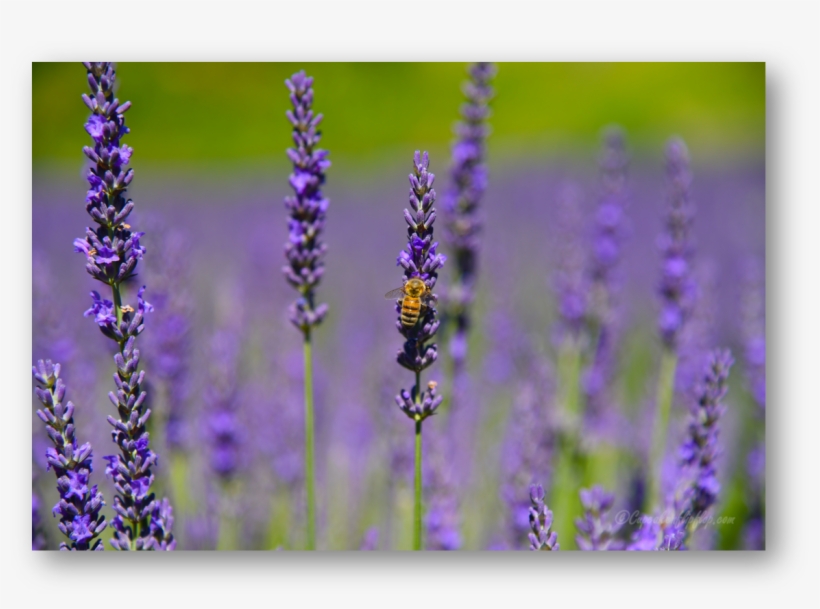 The Lavender Fields Are Abuzz With The Hum Of 'busy-bees' - English Lavender, transparent png download