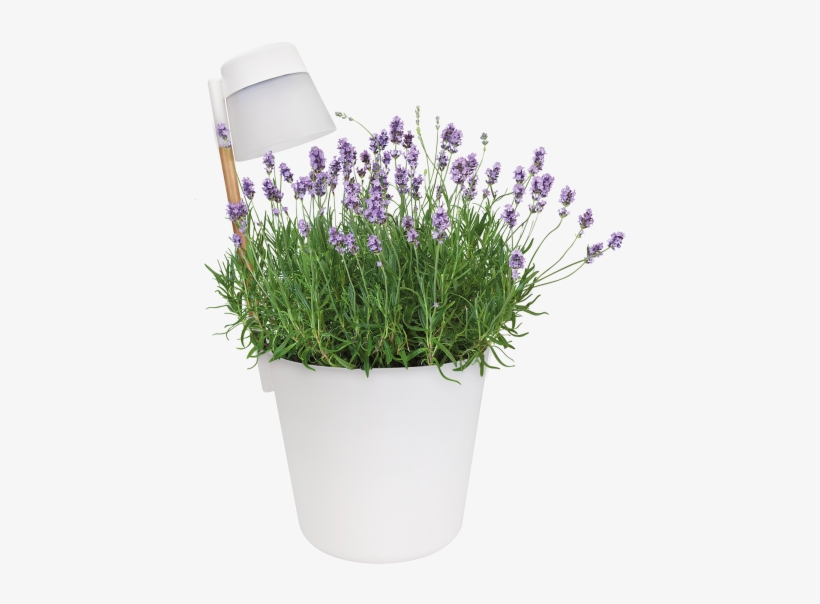 Home > Collection > Flower Light - Lavandula Lanata, transparent png download