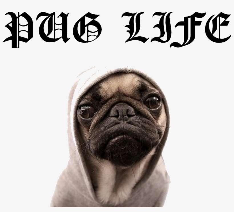 Pug Life Png File - Pug Life, transparent png download