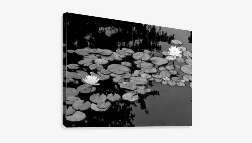 Bw Lilly Pads Canvas Print - Pond, transparent png download
