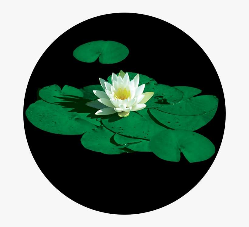 Stunning Lily Pad - Apollo Design Cs-0029 Apollo Stunning Lily Padglass, transparent png download