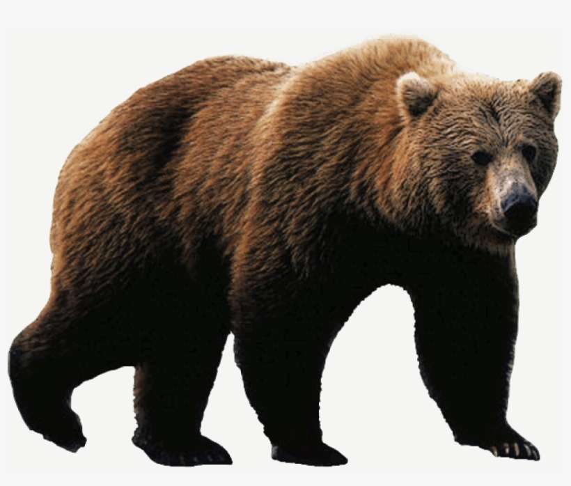 Free Png Bear Png Images Transparent - Grizzly Bear Png, transparent png download