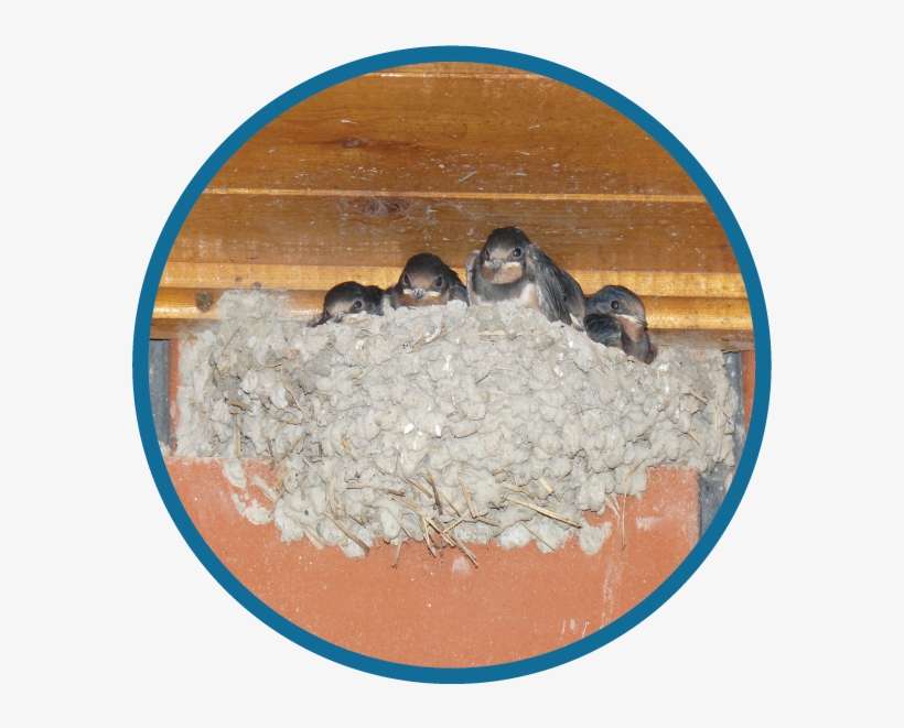 Bird And Birds Nest Infestaton Specialists West Yorkshire - Smk N 1 Gondang, transparent png download