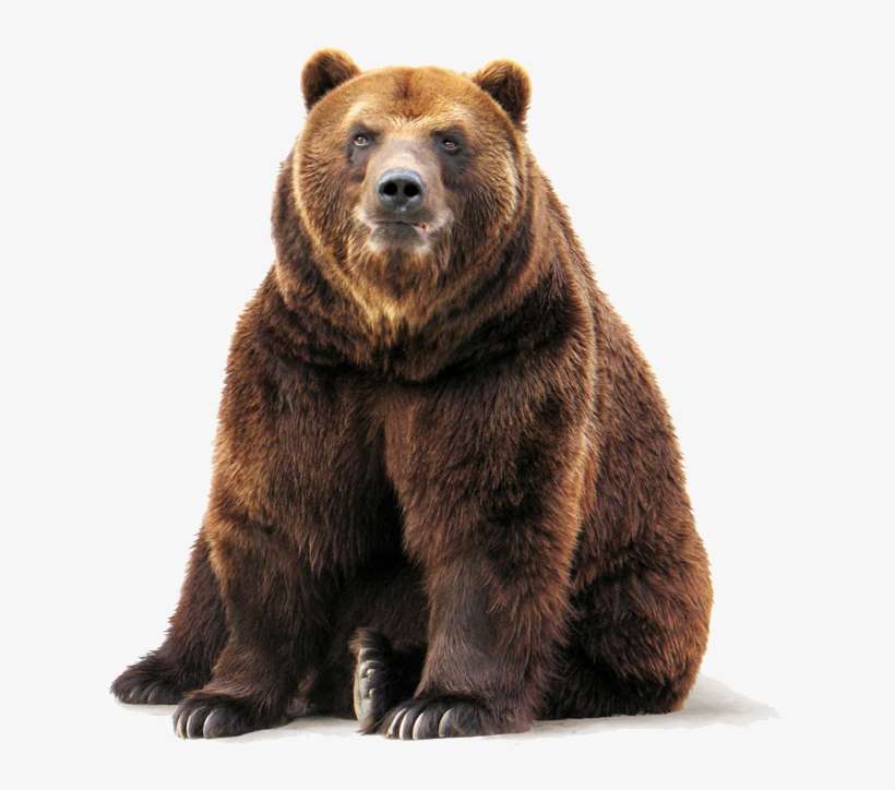 Brown Bear Png Free Download - Grizzly Bear Png, transparent png download