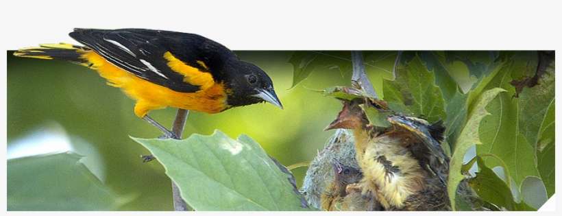 General Bird & Nest Info - Birds Returning To Nest, transparent png download