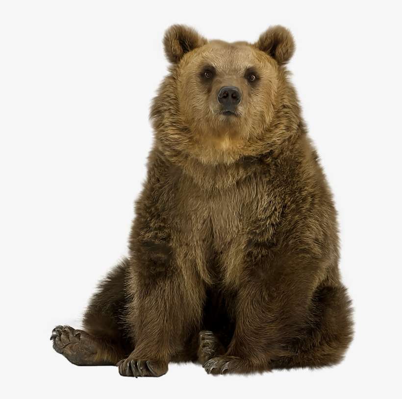 Brown Bear Png Pic - Let's Learn About Wild Animals, transparent png download
