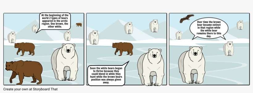 White Bears Vs Brown Bears - Cartoon, transparent png download