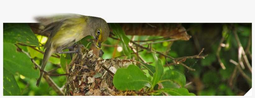 North America Hanging Bird Nest, transparent png download