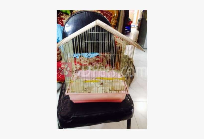 Bird Nest, transparent png download