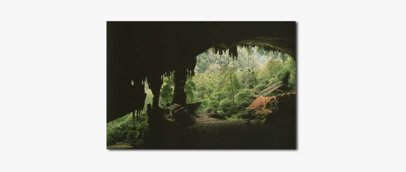 Cave Bird Nest - Borneo, transparent png download
