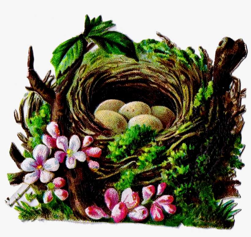 Bird's Nest Clipart Vintage - Bird Nest, transparent png download