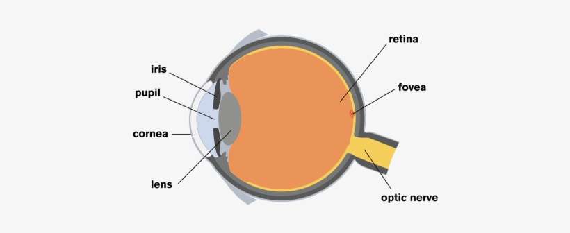 Human Eye, transparent png download
