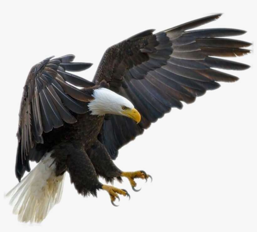 Bald Eagle Flying Throw Blanket, transparent png download