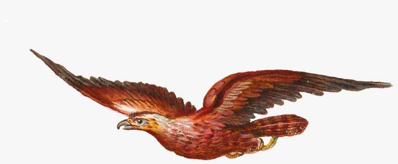 Bird Of Prey Clipart Transparent - Bird In Motion Clipart, transparent png download