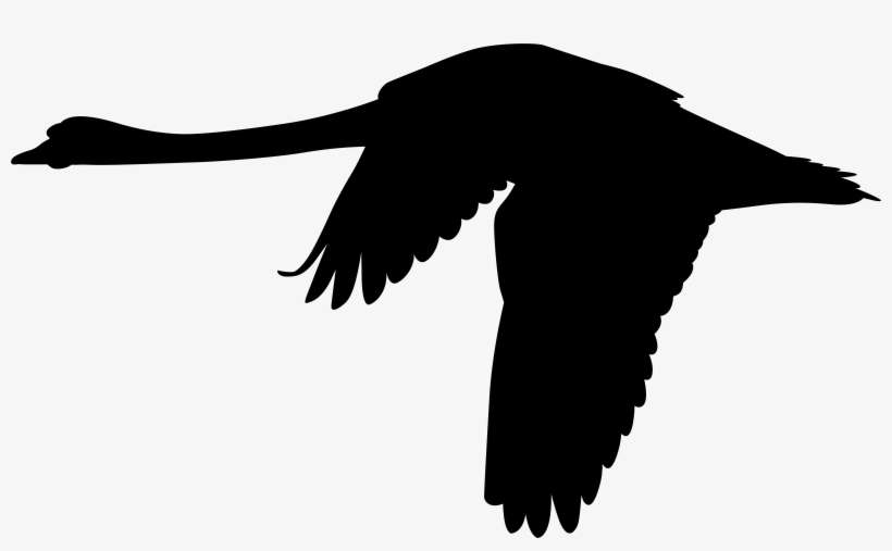 White Swans Flying Silhouette, transparent png download