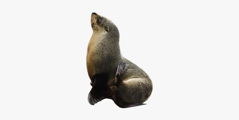 Sea Lion Facts - Sea Lion Transparent Background, transparent png download