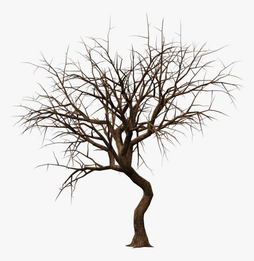 Trees Stock By Roy - Winter Tree Clip Art, transparent png download