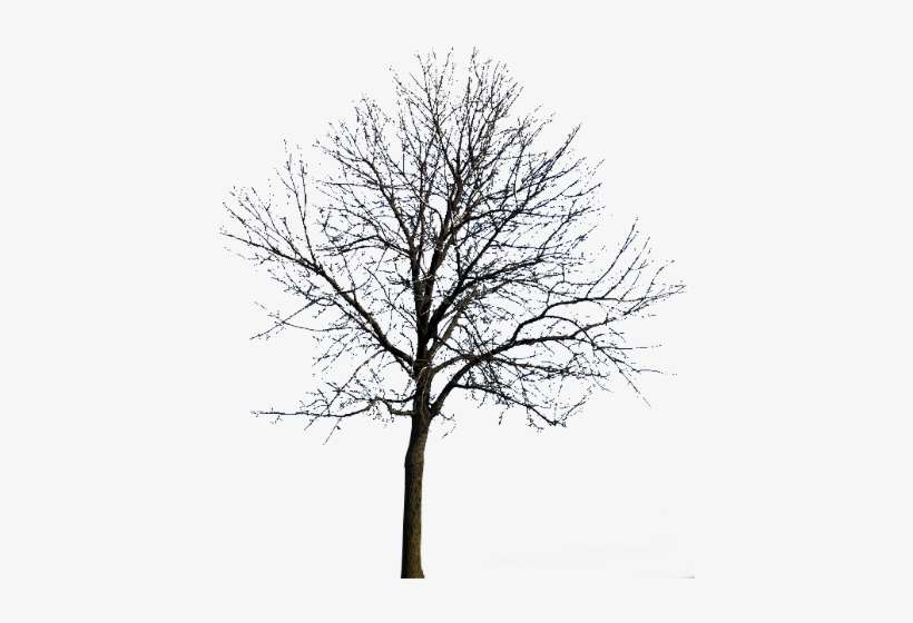 Bare Tree, Watercolors, Entourage, Tube, Photoshop, - Un Arbol De La Noche, transparent png download