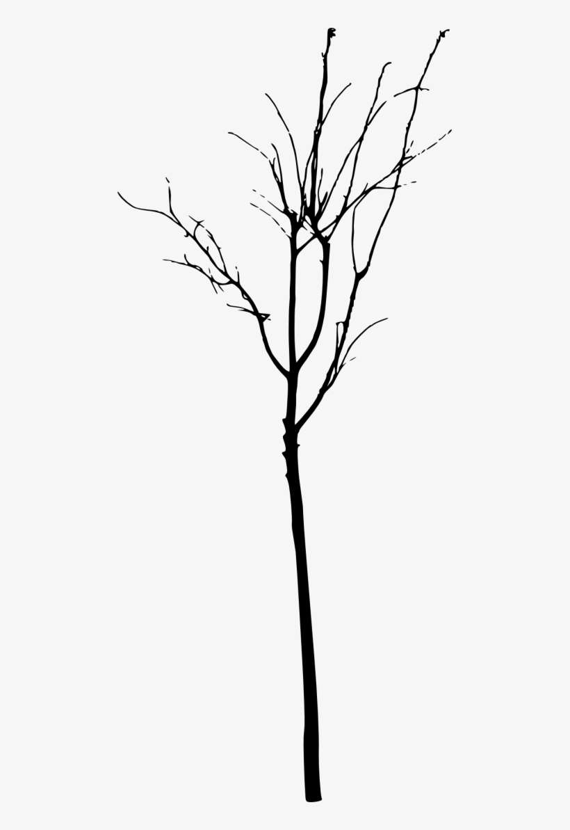 Simple Bare Tree Silhouette Png - Twig, transparent png download