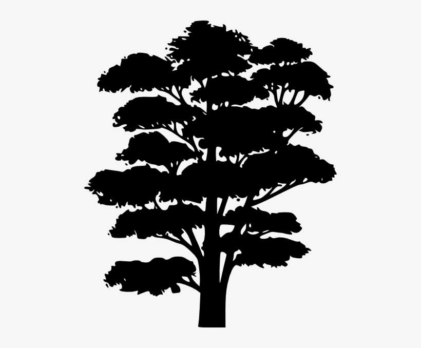 Eucalyptus Clipart Jungle Tree - Jungle Tree Clip Art Black And White, transparent png download