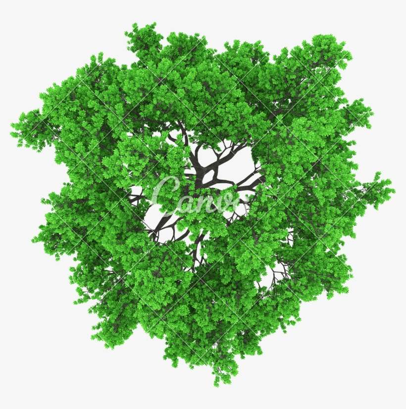 Tree Top View, transparent png download
