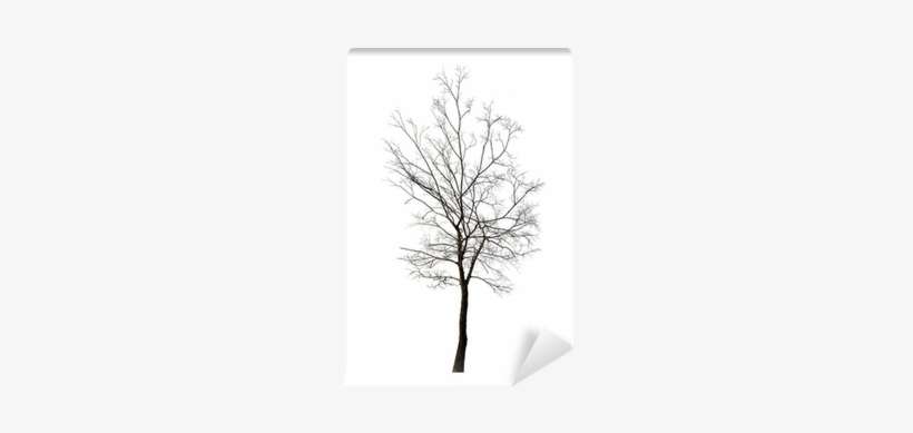 Tree, transparent png download