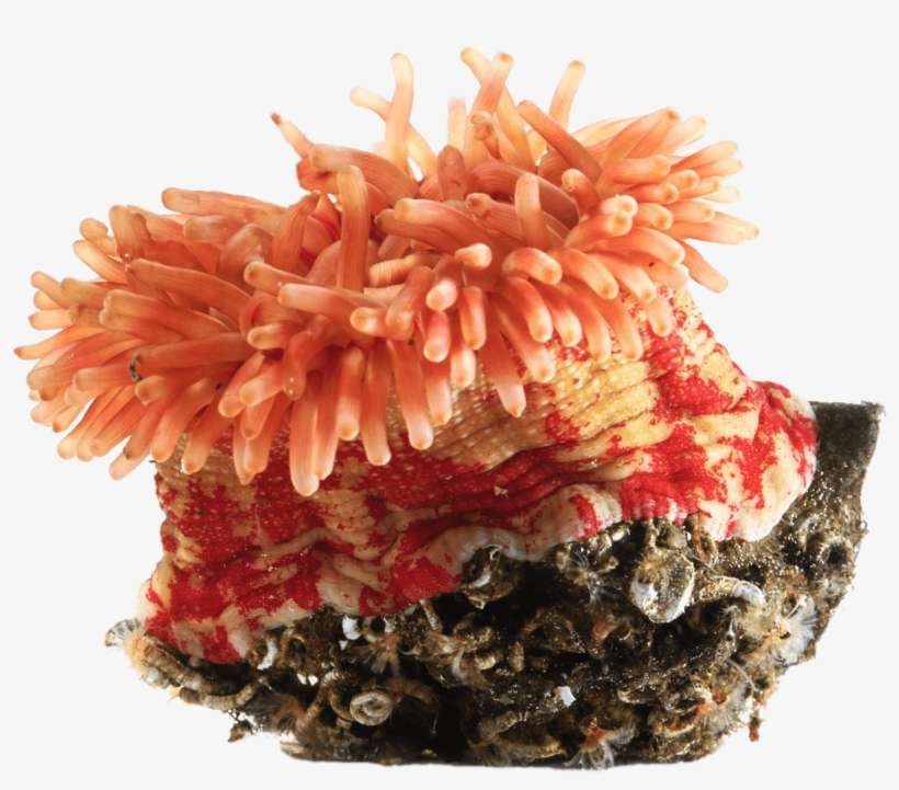 Download - Sea Anemone, transparent png download
