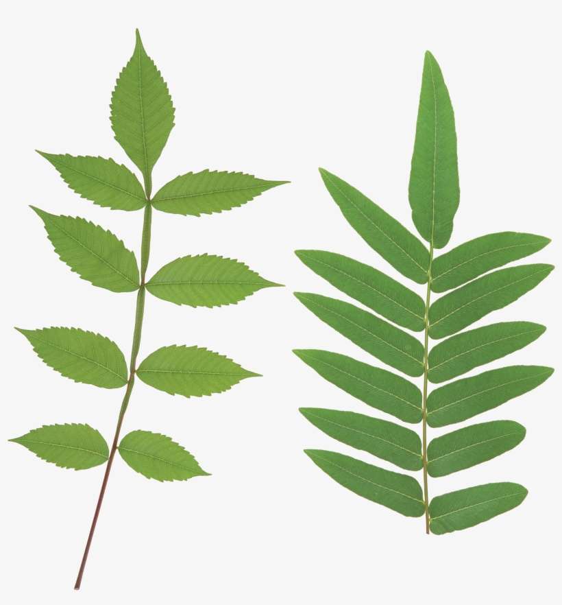 Green Leaf Png - Plant Stem Png, transparent png download