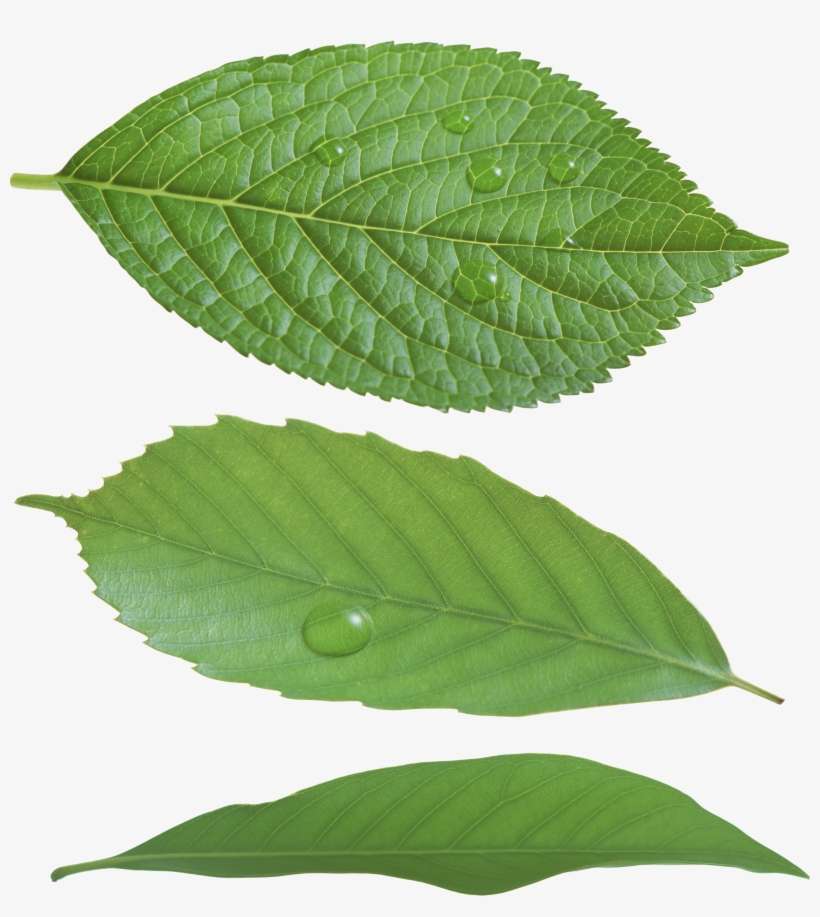 Green Leaf Png - Leaf Png, transparent png download