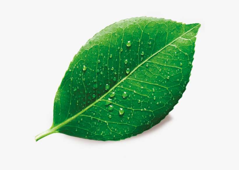 Head Lice Treatment & Prevention - Design By Nature By Maggie Macnab, transparent png download