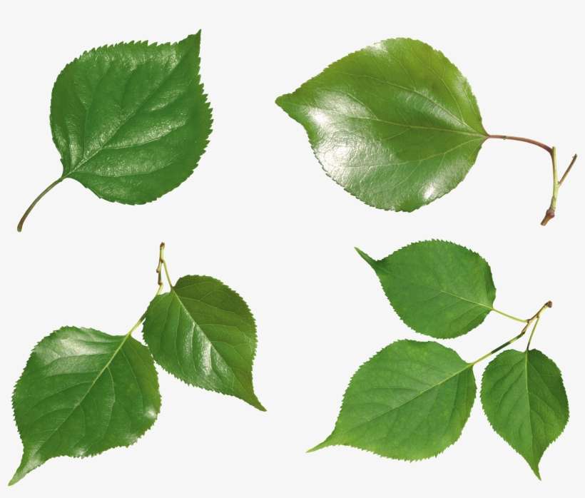 Green Leaves Png Image - Portable Network Graphics, transparent png download