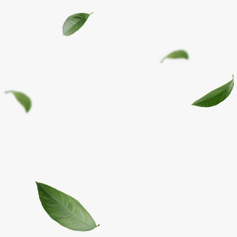 Blowing Leaves Png - Skin Care, transparent png download