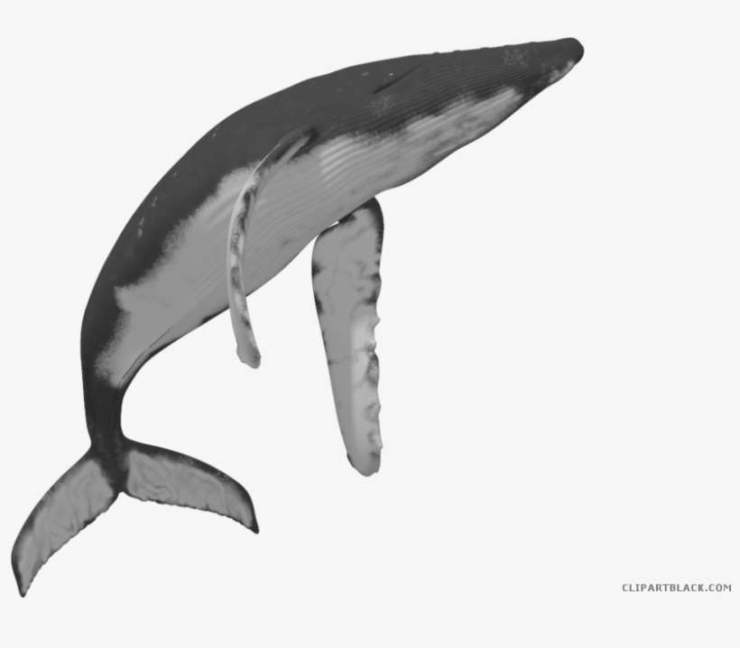 Png Transparent Library Clipartblack Com Animal Free - Whales, transparent png download