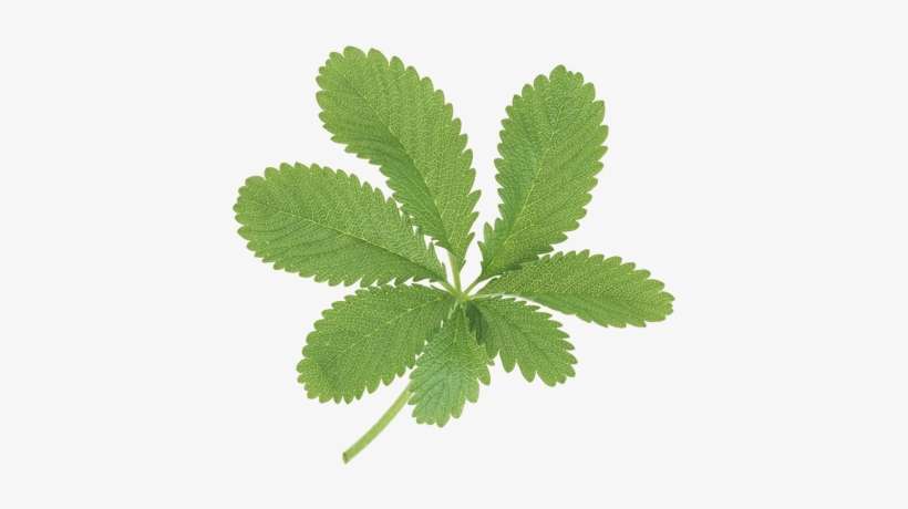 Large Green Leaves - Leaf, transparent png download