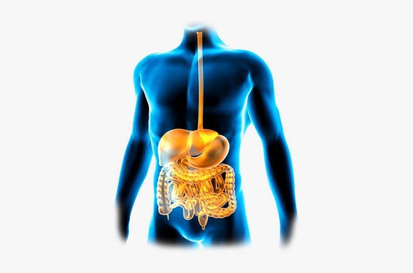 Body The Gi Tract - Megaldrate 400 Mg Simethicone 20 Mg Suspension, transparent png download