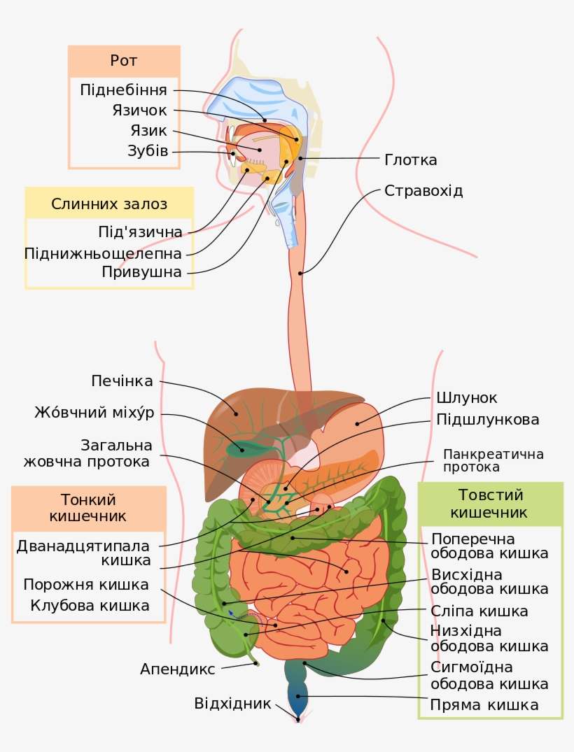 Digestive System Diagram Uk - Human Digestive System In Tamil, transparent png download