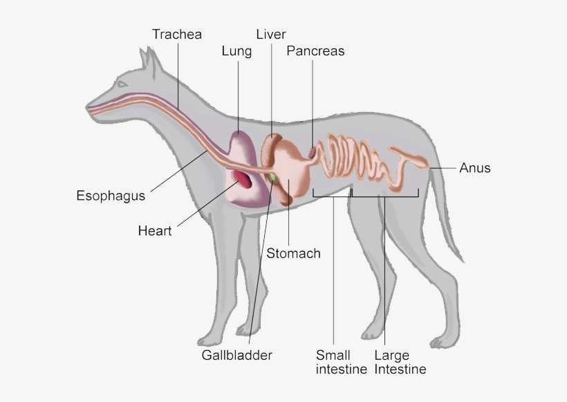 Full - Pancreas De Um Animal, transparent png download