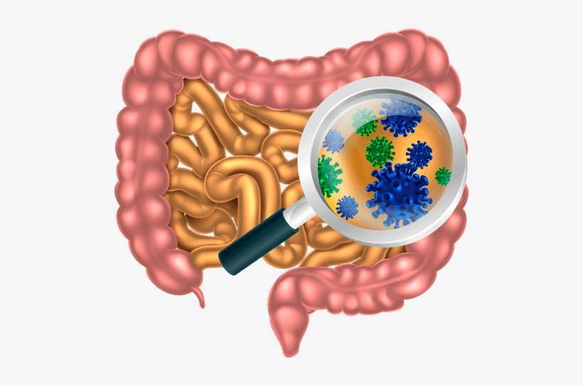 The Digestive System Does Much More Than Simply Process - Bacterias De Tracto Digestivo, transparent png download