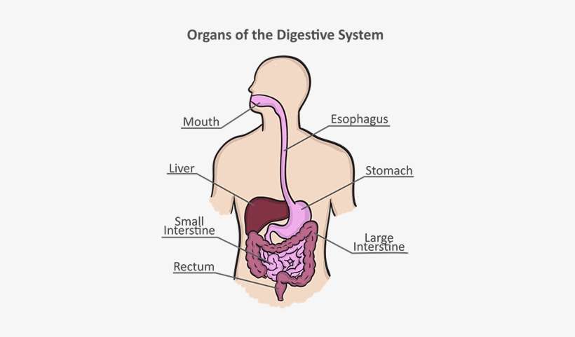 We Will Also Discuss Ways To Manage Symptoms Related - Gastrointestinal Tract, transparent png download