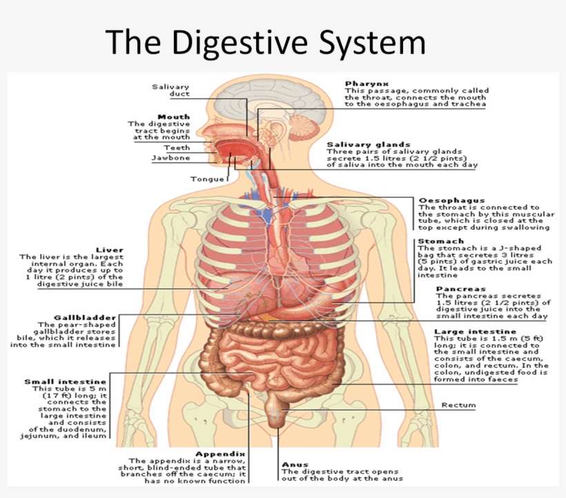 First, Digestion Begins In The Mouth - Part And Functions Of Digestive System, transparent png download