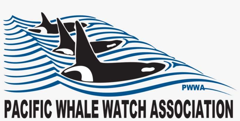 Guidelines Pacific Watch Association - Whale Watching, transparent png download