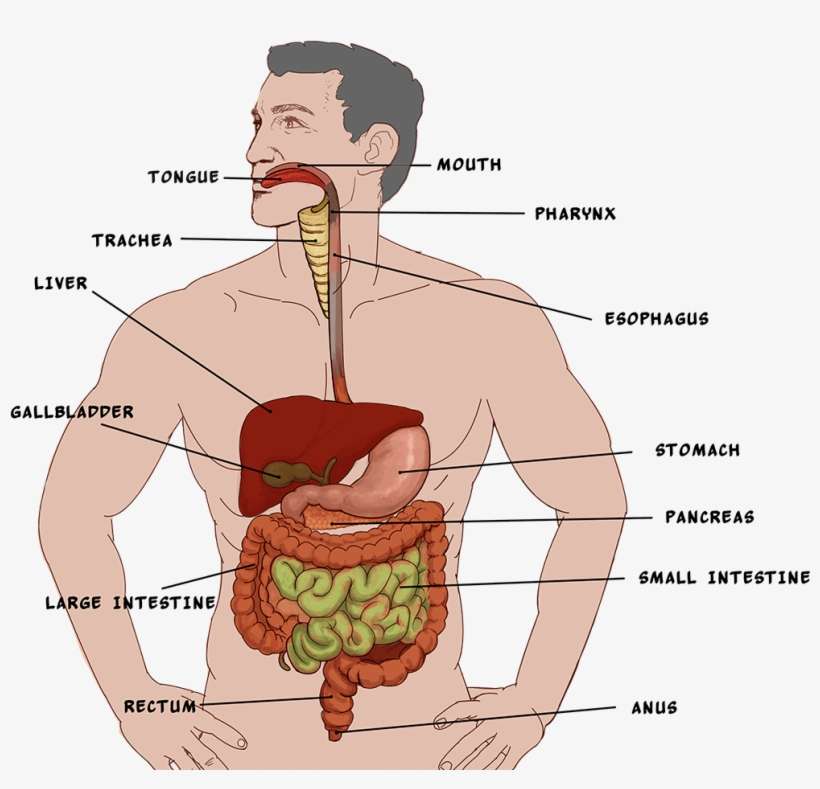 Digestive System - Acid Reflux Anatomy, transparent png download