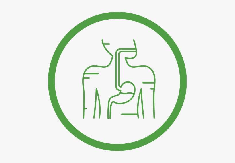 Digestive Disease Support - Digestive System Silhouette, transparent png download