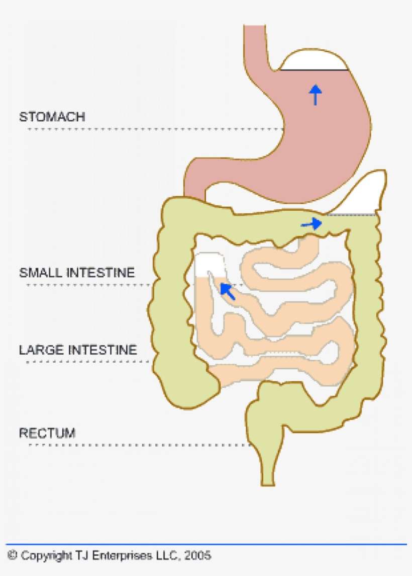 Why Does Baby Wind Cause Pain - Gas Bubble In Stomach, transparent png download